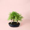 bonsai-metasequoia
