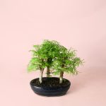 bonsai-metasequoia