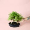 bonsai-metasequoia-planta