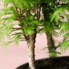 bonsai-metasequoia-tronco