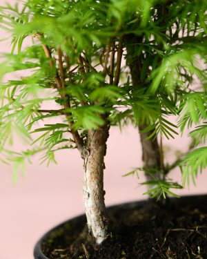 bonsai-metasequoia-tronco