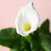 cala-flor-lirio-blanco