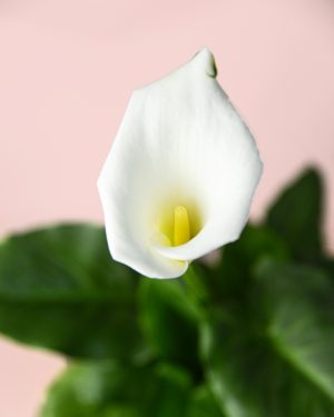 cala-flor-lirio-blanco