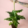 cala-planta-lirio