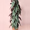cissus-discolor-l