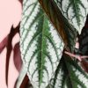 cissus-discolor-l-hoja