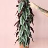 cissus-discolor-l-planta