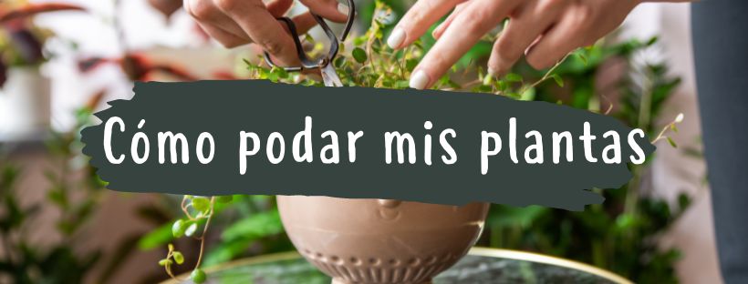 como podar mis plantas