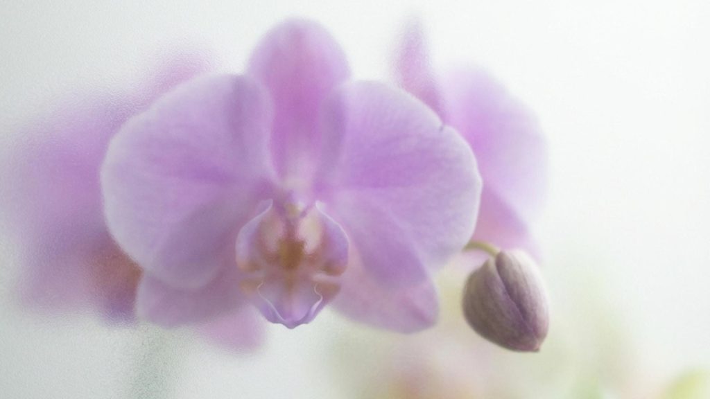 dia de la madre orquidea