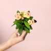 euphorbia-peach