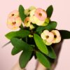 euphorbia-peach-flor