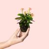 euphorbia-peach-planta