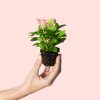 euphorbia-pink