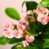euphorbia-pink-flor
