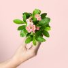 euphorbia-pink-planta