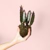 euphorbia-trigona-rubra