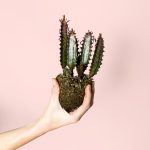 euphorbia-trigona-rubra
