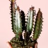 euphorbia-trigona-rubra-detalle
