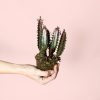 euphorbia-trigona-rubra-planta