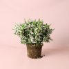 flor-cera-planta