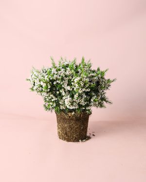 flor-cera-planta