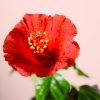 flor-hibiscus-mix