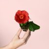 flor-hibiscus-mix-mini