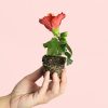 flor-hibiscus-mix-mini-planta