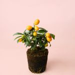 mini-kumquat