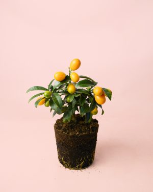 mini-kumquat