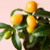 mini-kumquat-fruto