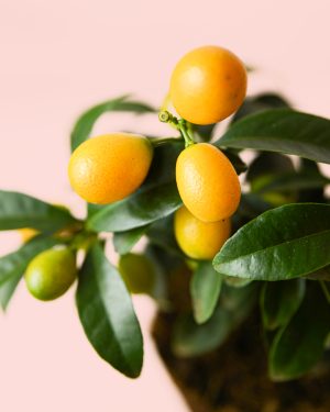 mini-kumquat-fruto