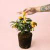mini-kumquat-planta