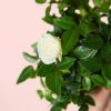 mini-rosa-blanca-detalle
