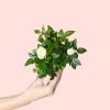 mini-rosal-blanco-planta