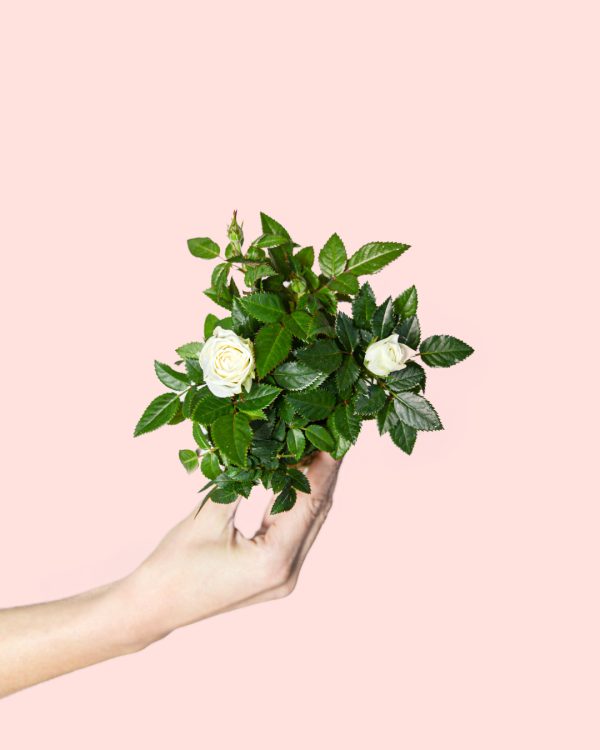 mini-rosal-blanco-planta