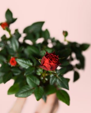 mini-rosal-rojo-flor