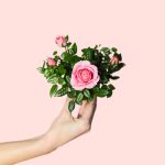 mini-rosal-rosa