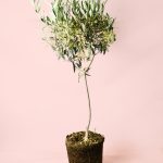 olivo-arbol
