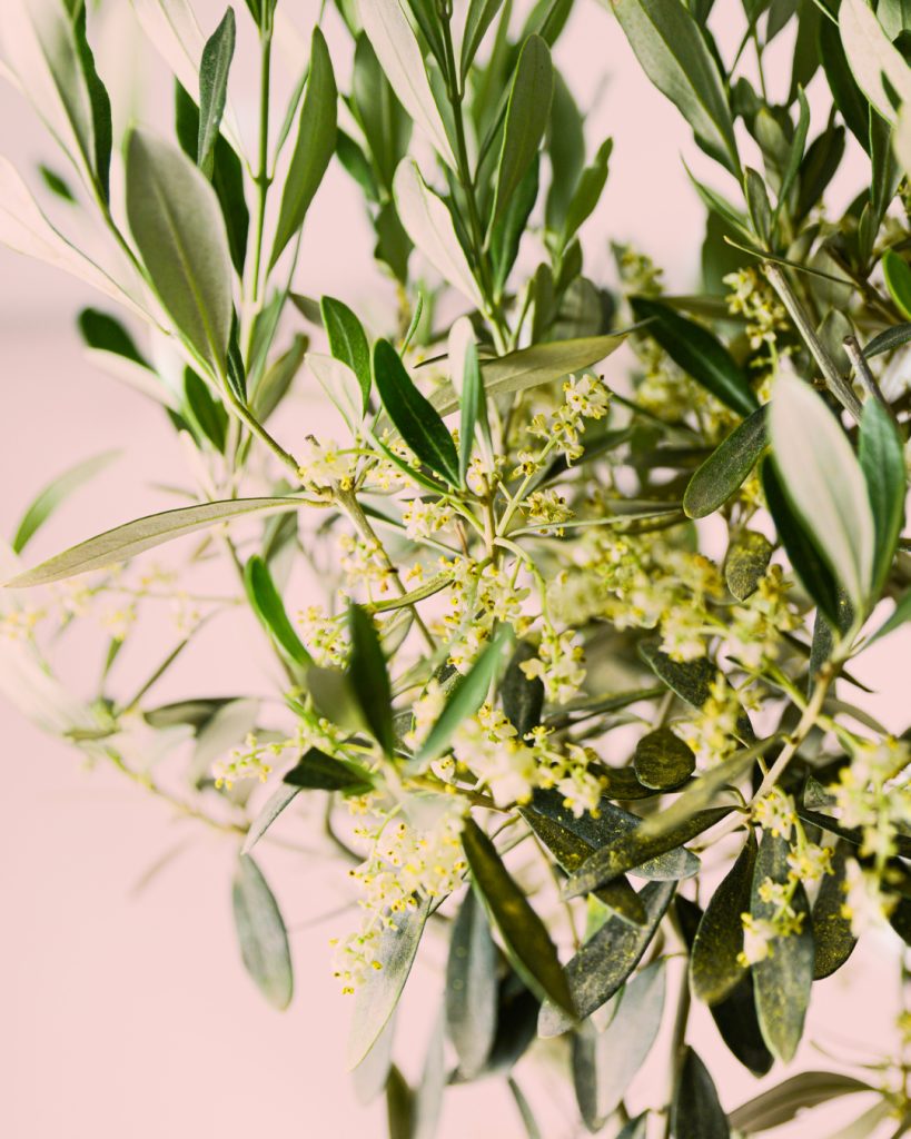 olivo-flor