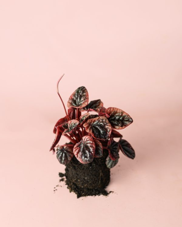 peperomia-abricot