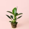 philodendron-green-princess