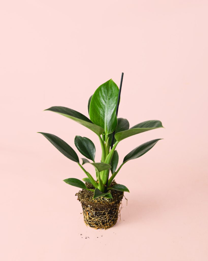 philodendron-green-princess