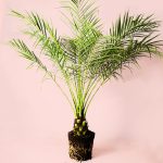 phoenix-roebelenii-palmera