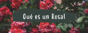 que es un rosal