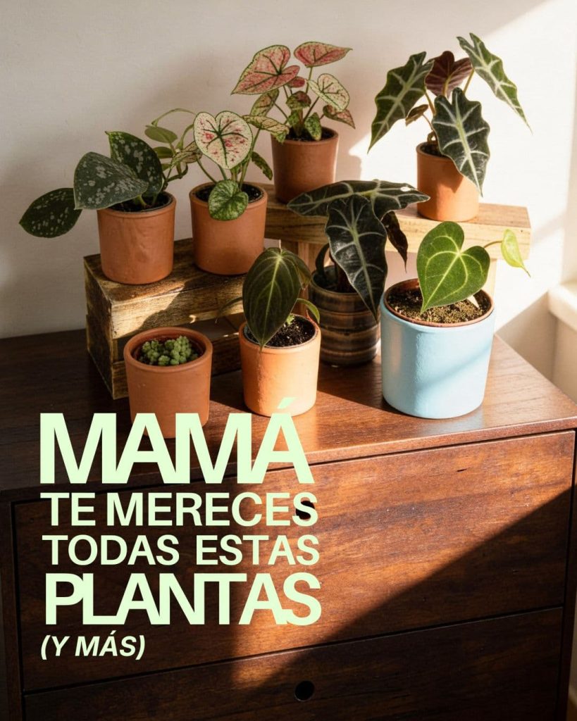 regalar plantas dia de la madre