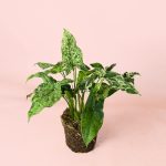 syngonium-mottled-mojito-m