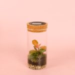 terrario solar magic fittonia (2)
