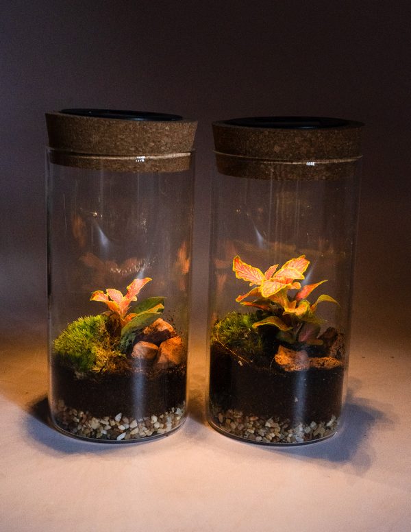 terrario solar magic fittonia (4)