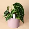 tubo-autorriego-blanco-planta